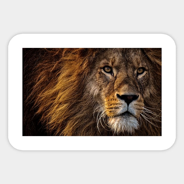 Lion Sticker by kawaii_shop